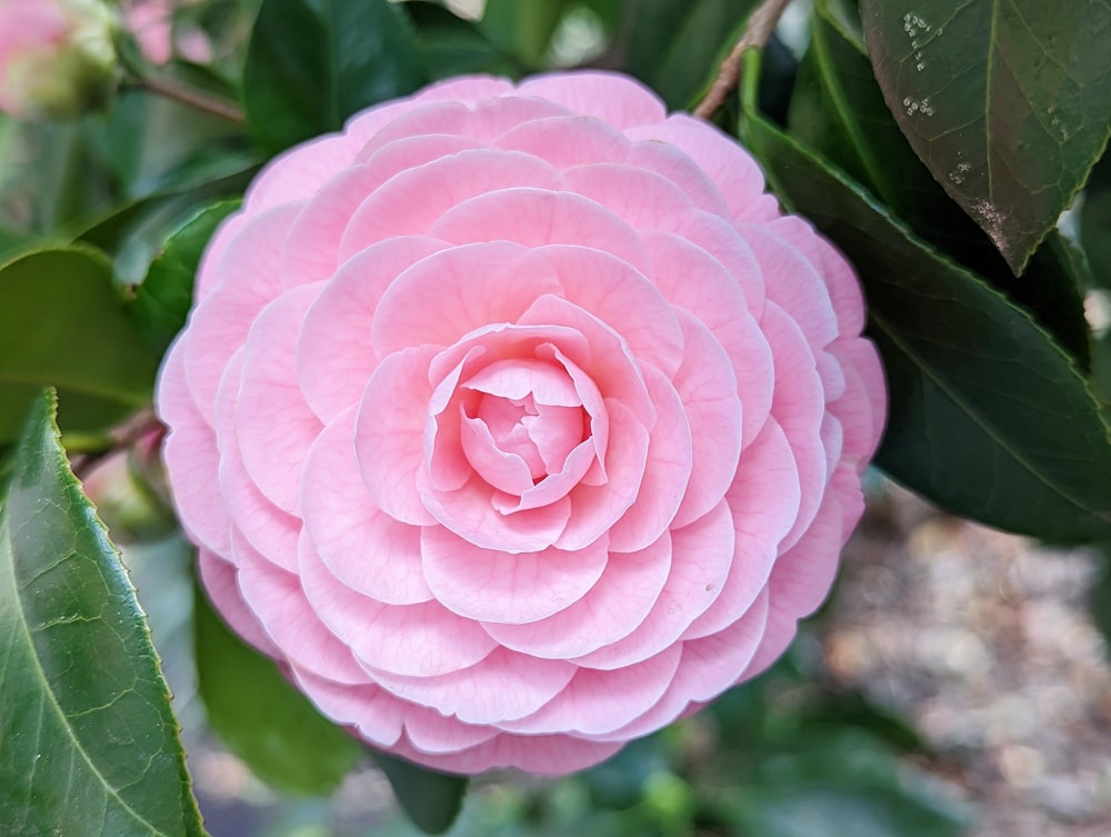 a pink flower is blooming on a tree