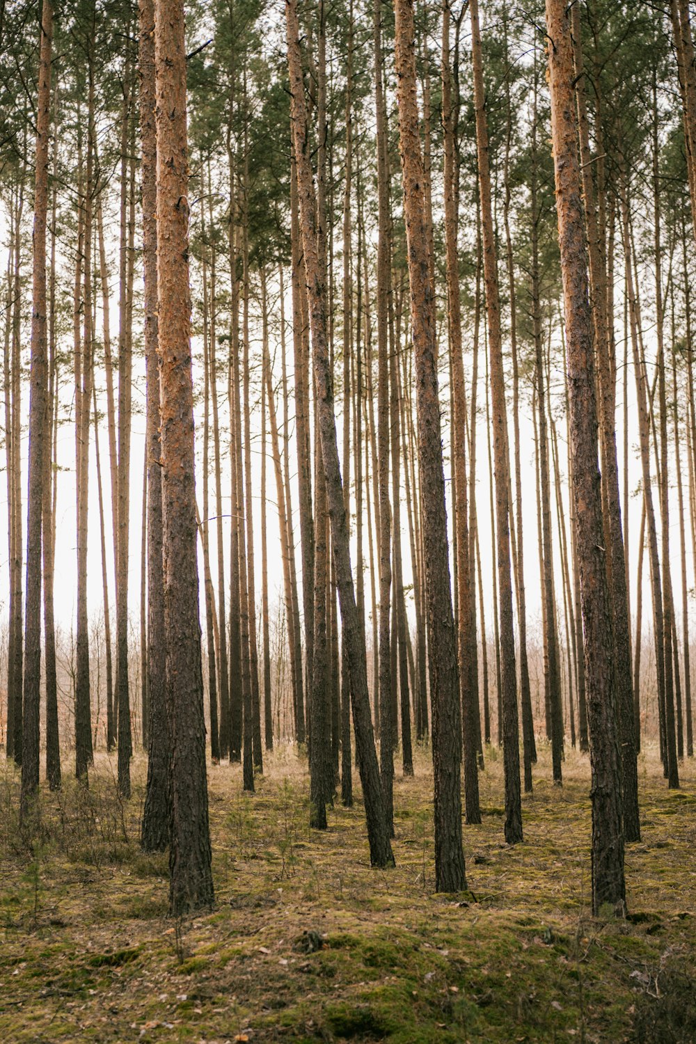 a forest filled with lots of tall trees