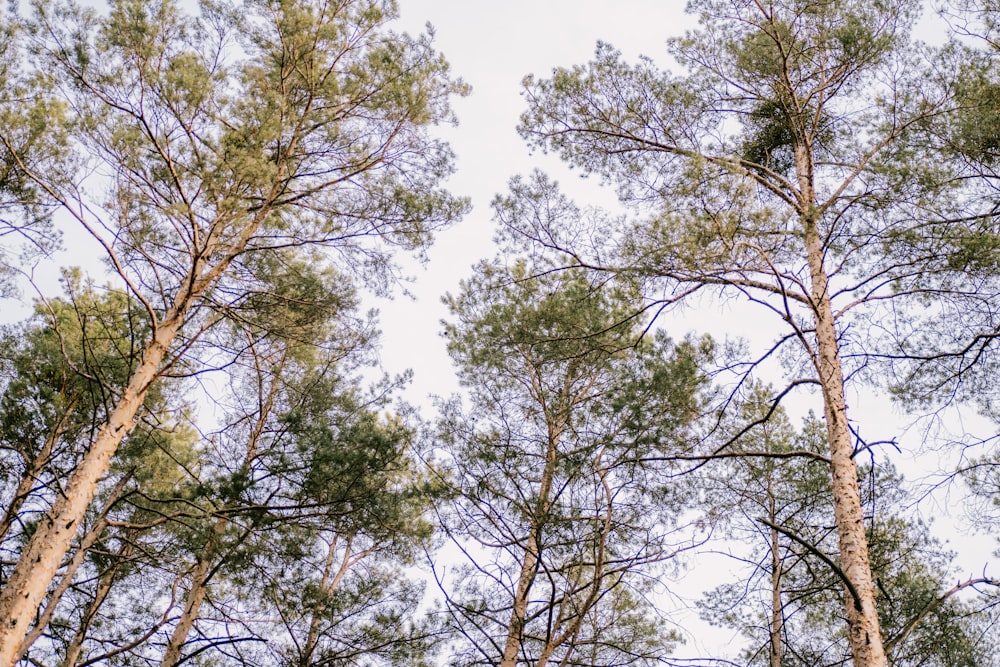 a group of tall trees standing next to each other