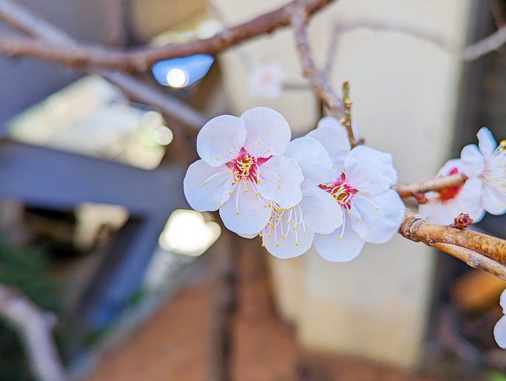 a close up of a flower on a tree branch