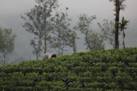 Fresh tea leaves being carefully plucked by skilled hands in a misty plantation.