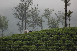 Fresh tea leaves being carefully plucked by skilled hands in a misty plantation.
