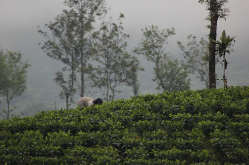 A lush tea garden in Assam with workers carefully plucking bright green tea leaves under soft morning light.