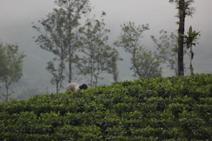 Early morning mist over lush Darjeeling tea plantations with workers picking fresh leaves.
