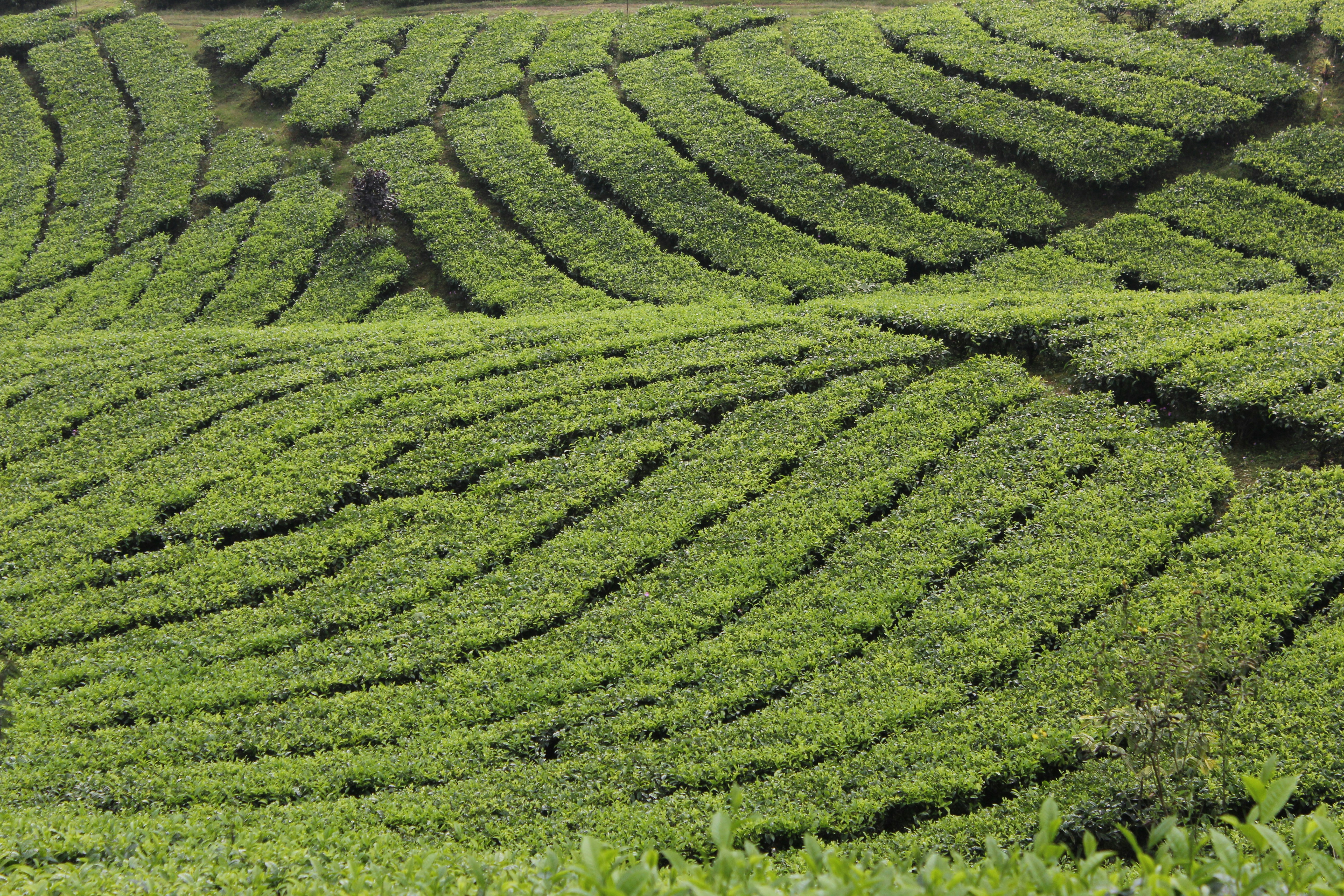 Modern agricultural farm with green fields and sustainable farming practices