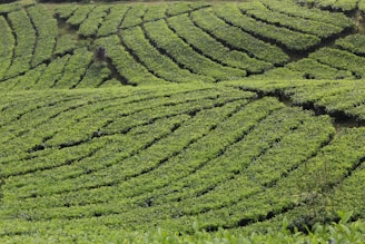 Expansive agricultural fields with neatly arranged rows of lush green plants, undulating across a gently sloping landscape.