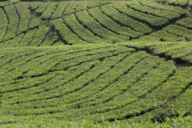 Lush green fields where ingredients for our food products are sustainably sourced.