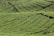 Expansive agricultural fields with neatly arranged rows of lush green plants, undulating across a gently sloping landscape.