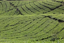 Expansive agricultural fields with neatly arranged rows of lush green plants, undulating across a gently sloping landscape.