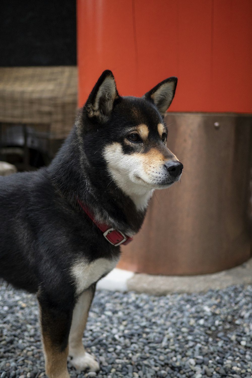 a black and brown dog standing on top of a gravel covered ground