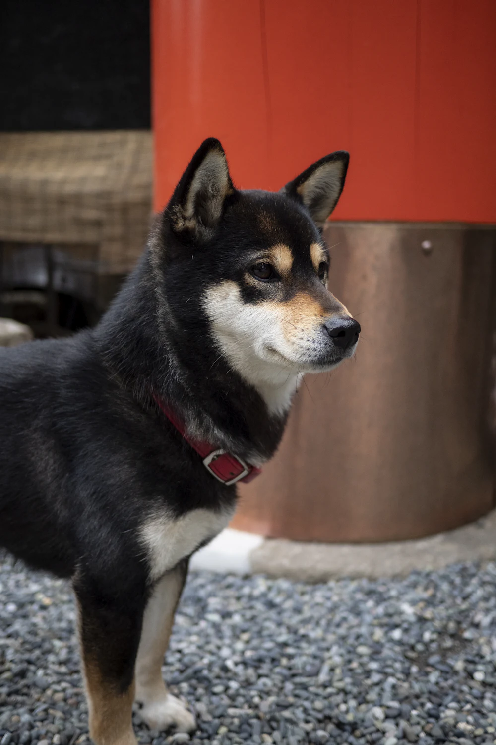 Shiba Inu, photo 5