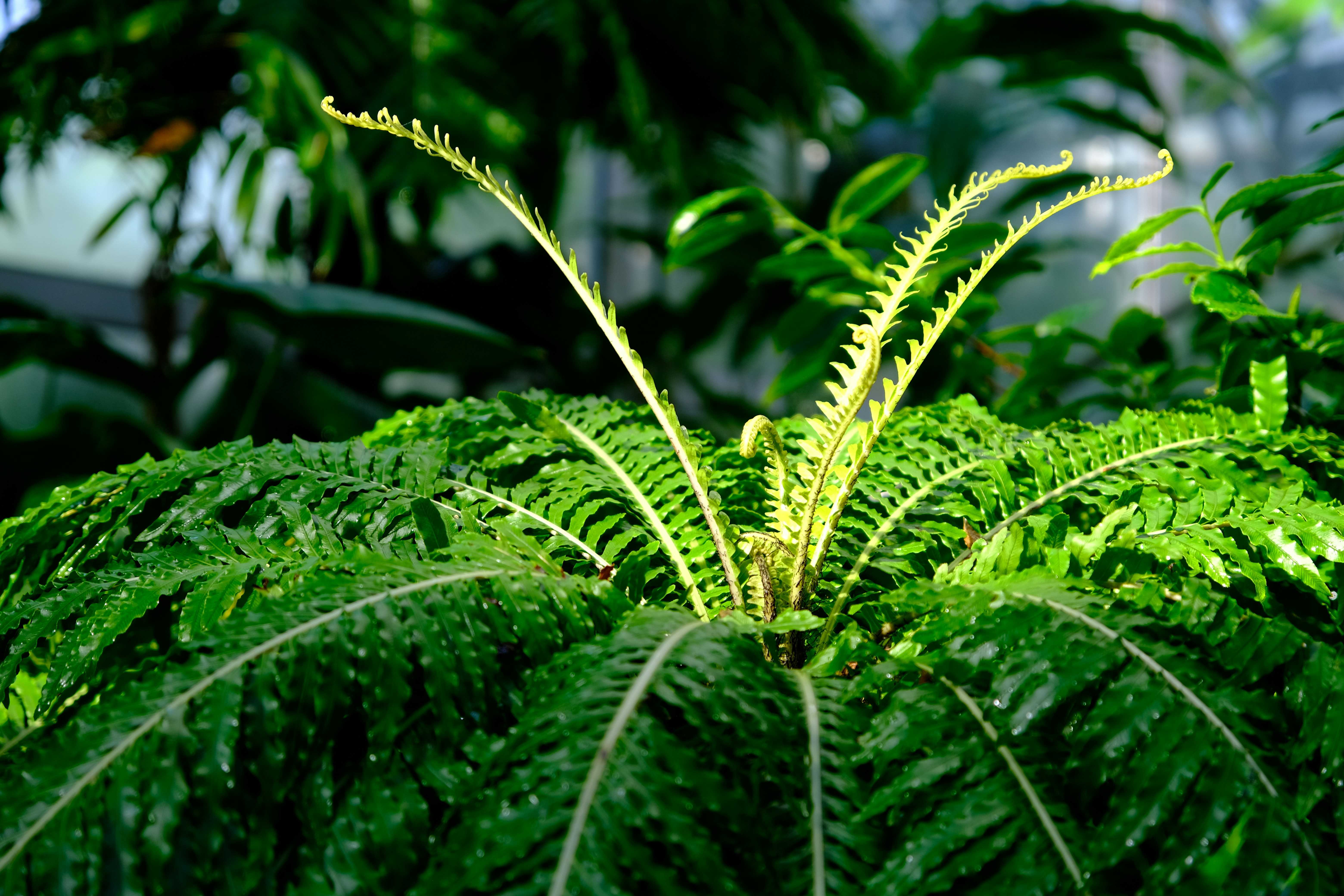 The Mystery of Convergent Evolution (image credits: unsplash)