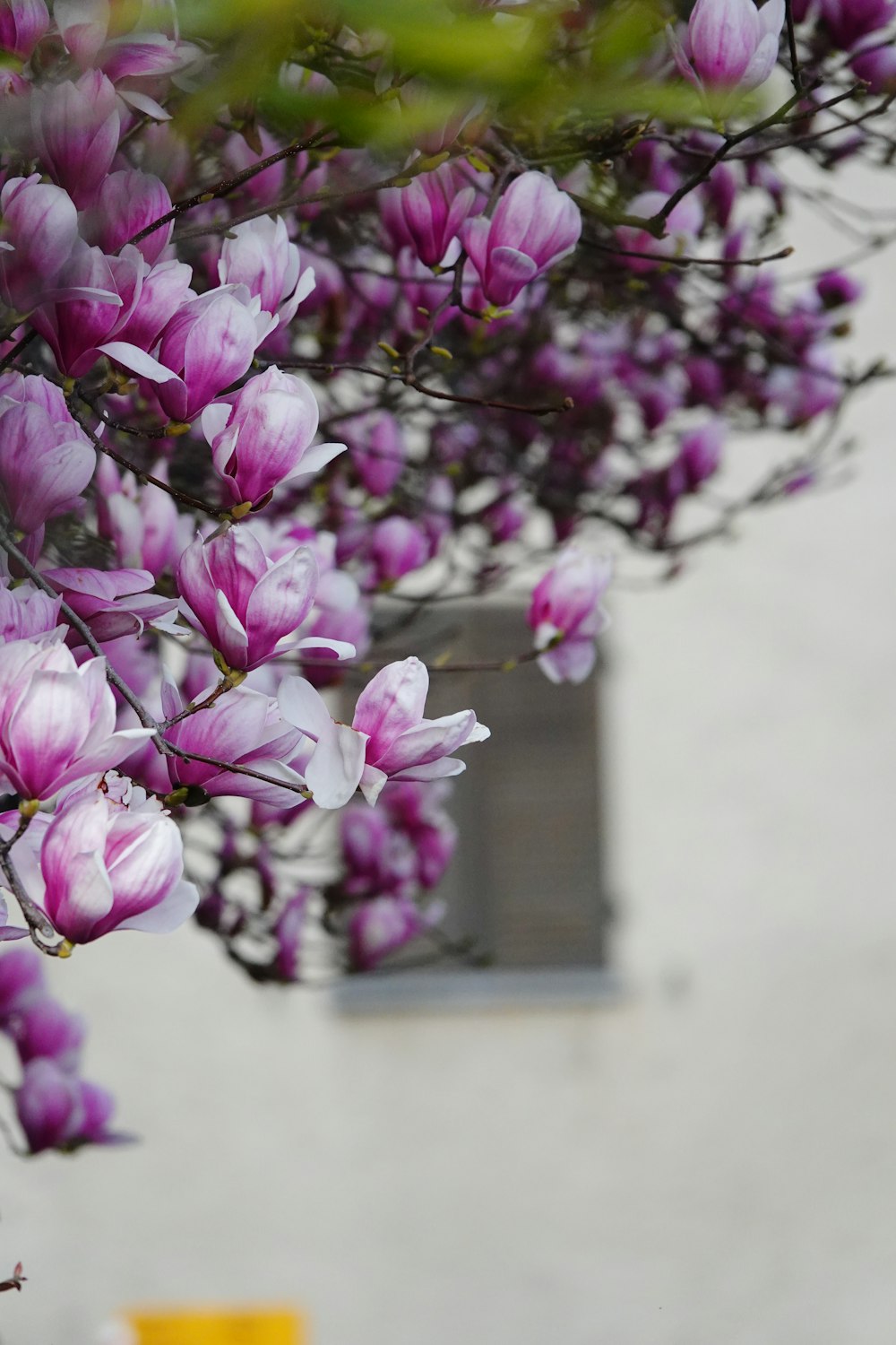 a bunch of purple flowers hanging from a tree