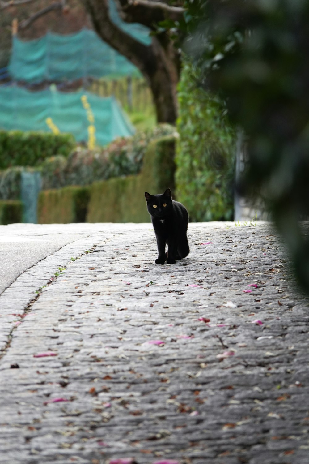 a black cat sitting on the side of a road