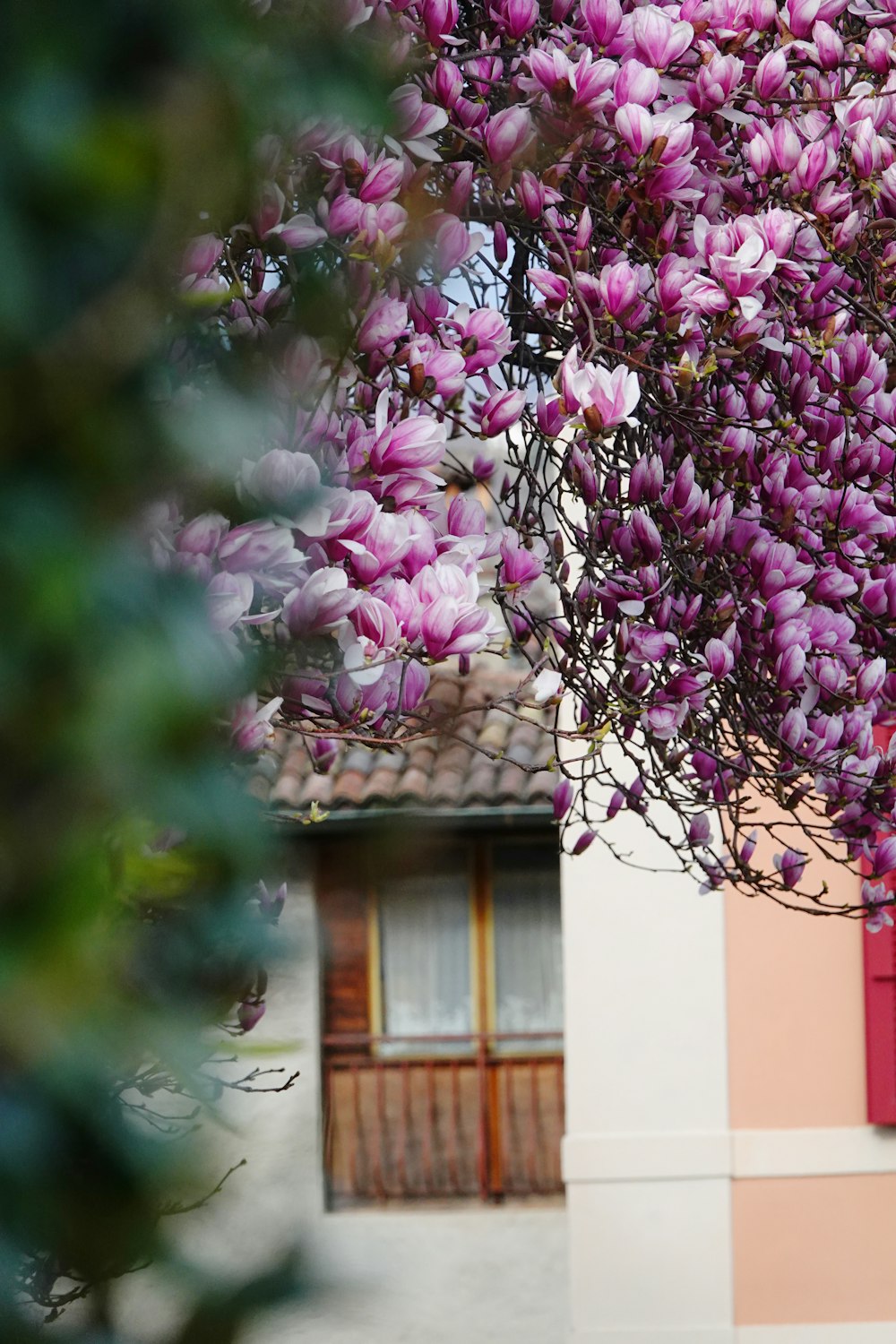  Un árbol con flores púrpuras frente a un edificio