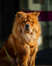 A fluffy, brown dog with a thick mane resembling a lion's. The dog has pointy ears and a serious expression, wearing a harness with a leash attached, and is sitting in a well-lit area that provides a soft background contrast.