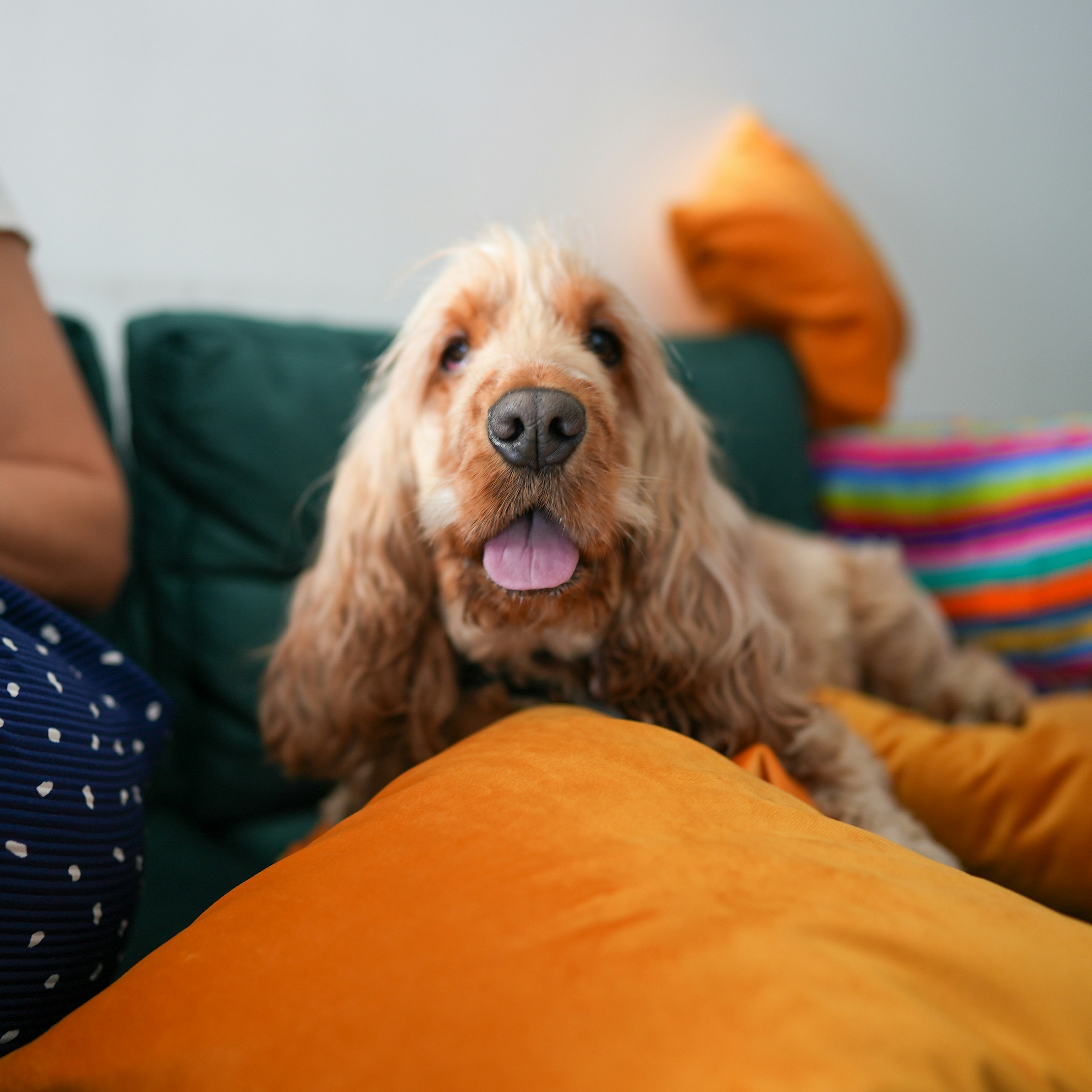 Happy dog sleeping peacefully on a new, comfortable and clean dog bed