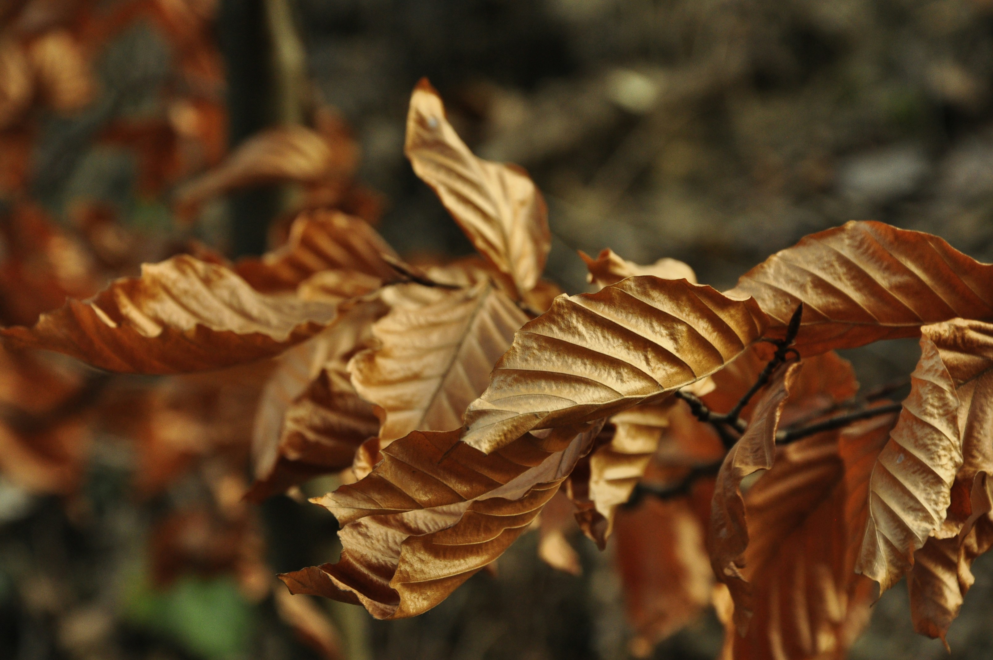 Photo by blackpumpkin