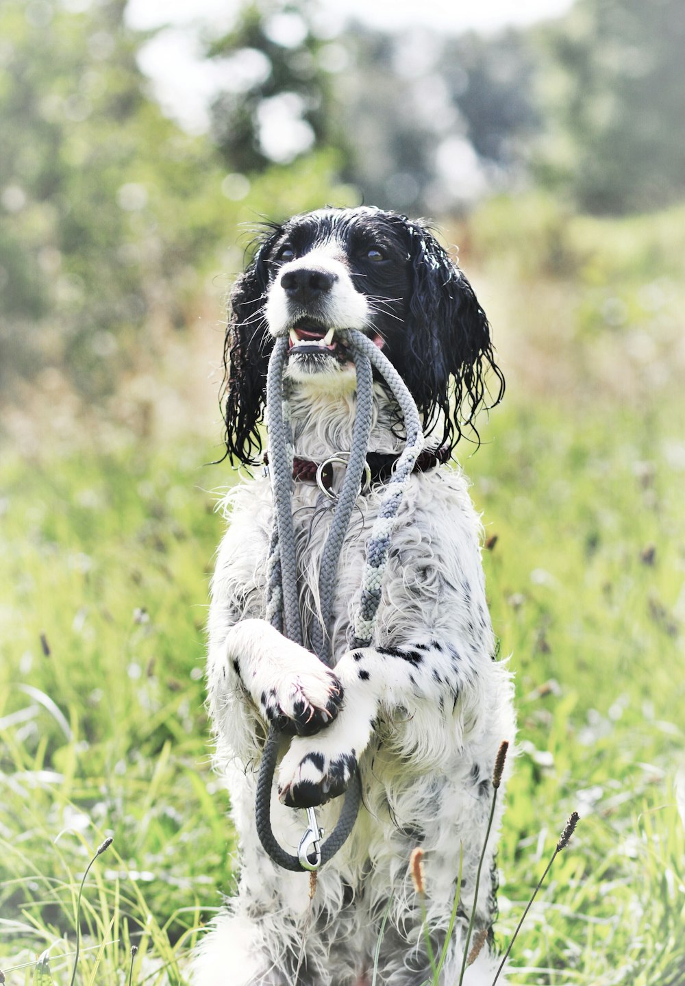 a black and white dog holding a leash in its mouth