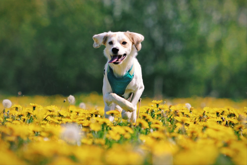 a dog running through a field of yellow flowers