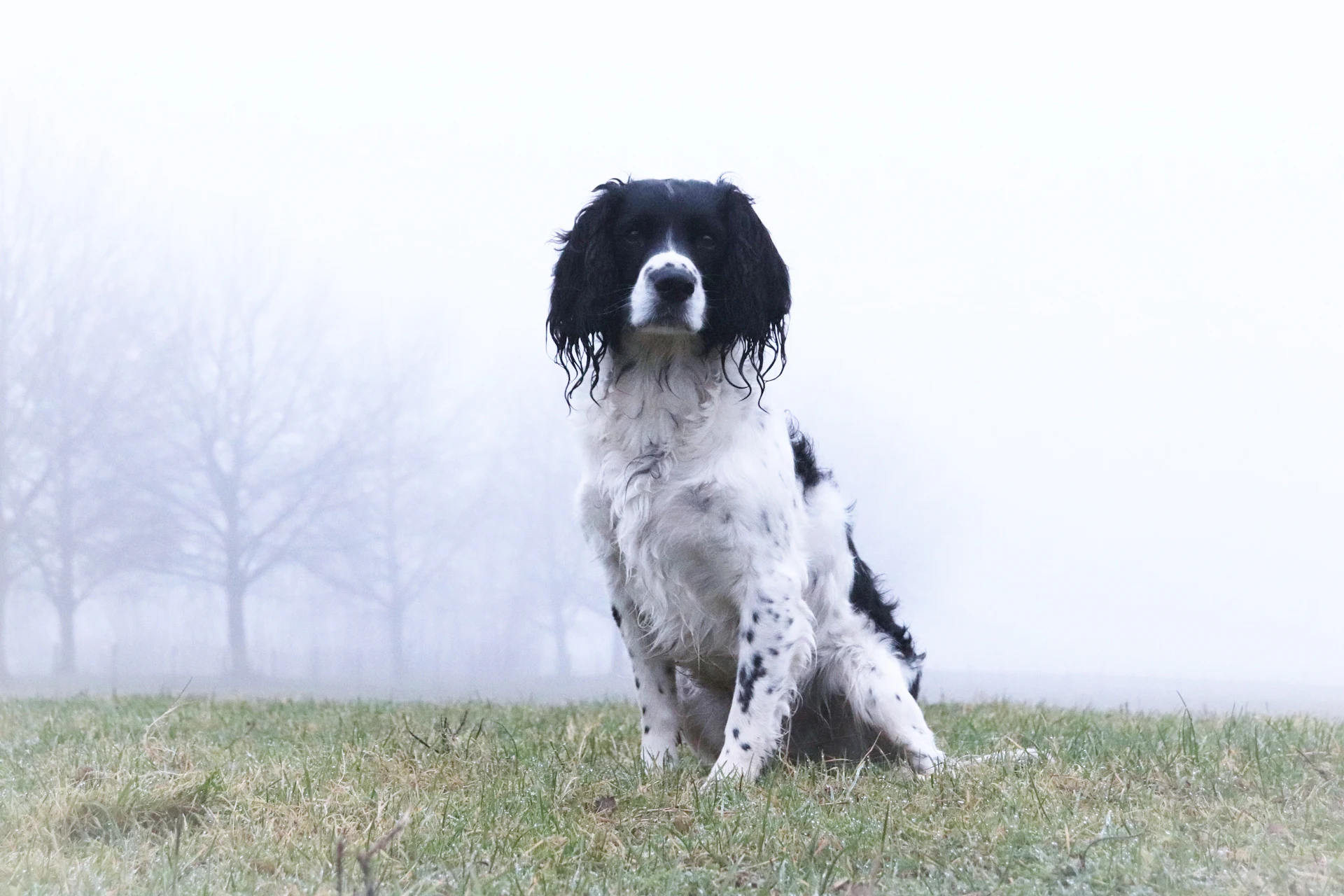 An English Springer Spaniel