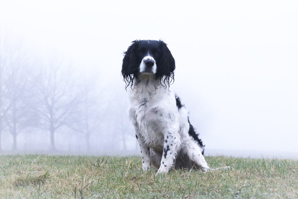 Un perro blanco y negro sentado en la parte superior de un campo cubierto de hierba