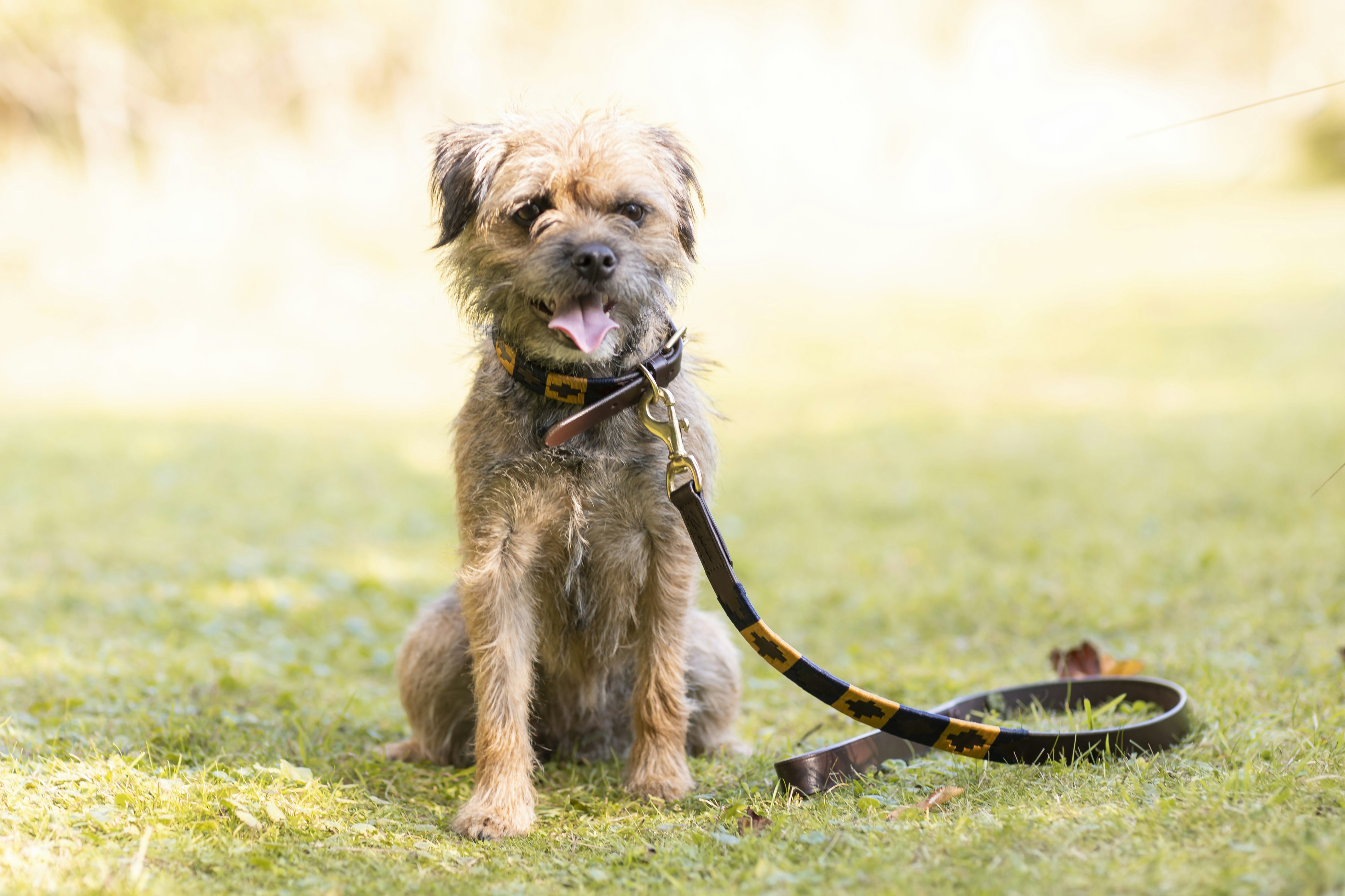 Dog wearing properly fitted harness on walk