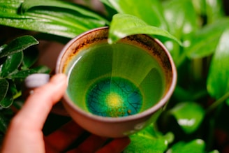 extracto de té verde para mejorar la apariencia de la piel