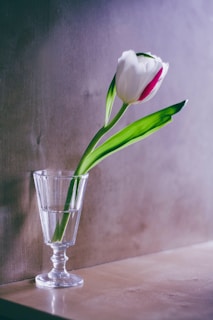 A sleek minimalist glass vase holding a single fresh white tulip on a wooden table.