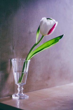 A sleek minimalist glass vase holding a single fresh white tulip on a wooden table.