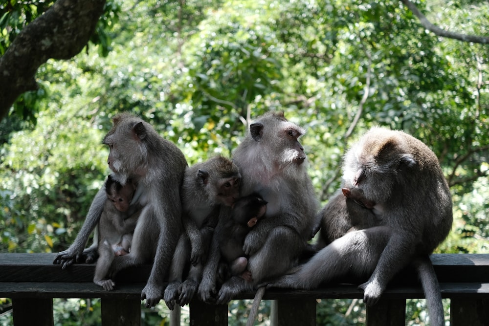 a group of monkeys sitting on top of a wooden fence