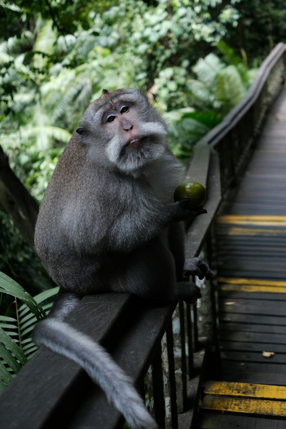 a monkey is sitting on a railing and holding a fruit