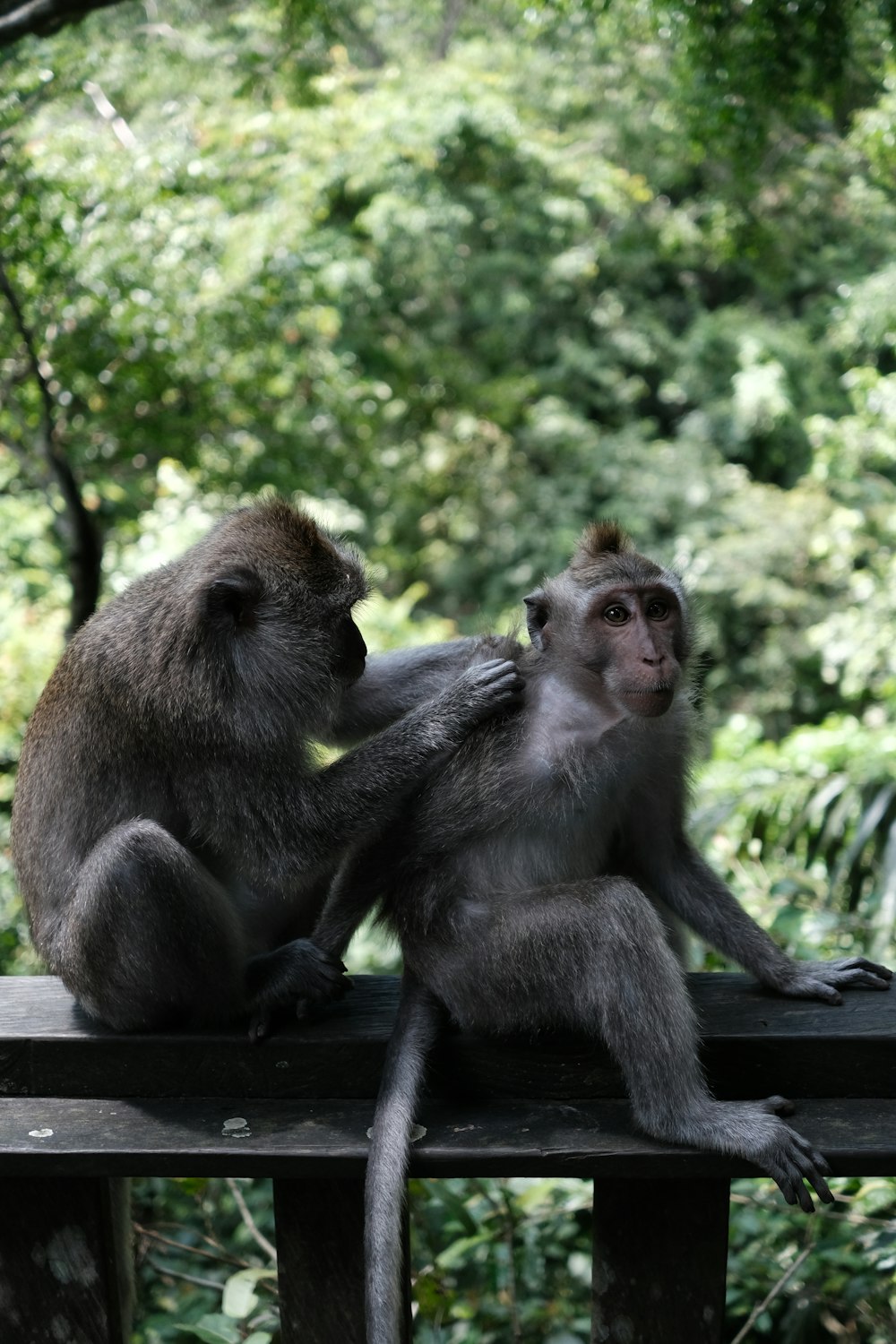 a couple of monkeys sitting on top of a wooden bench