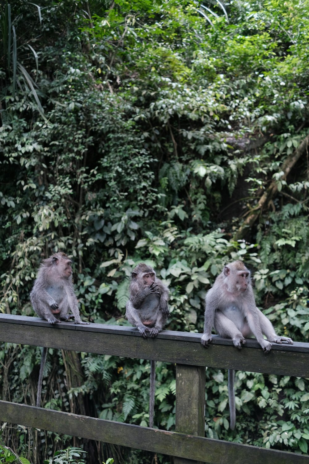 a group of monkeys sitting on top of a wooden fence