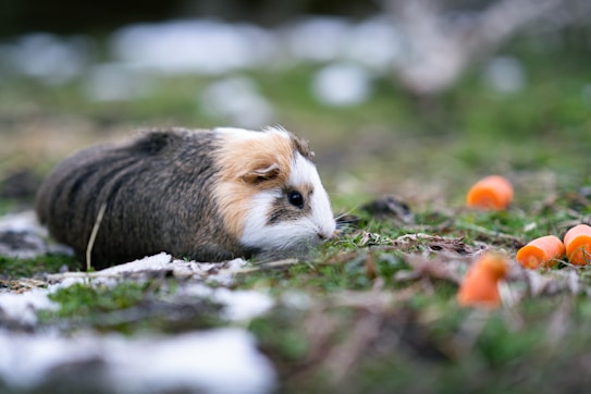 A guinea pig with a mix of brown, white, and black fur is lying on a grassy surface. Surrounding the guinea pig are scattered pieces of orange carrot on a patchy area with some snow remnants.