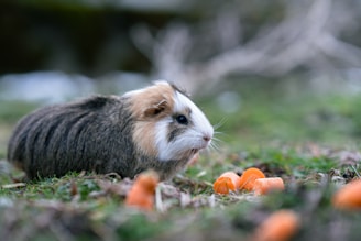 A guinea pig is sitting on the grass surrounded by small pieces of carrots. The animal has a mix of brown, black, and white fur and appears to be content and possibly nibbling on some of the carrots.