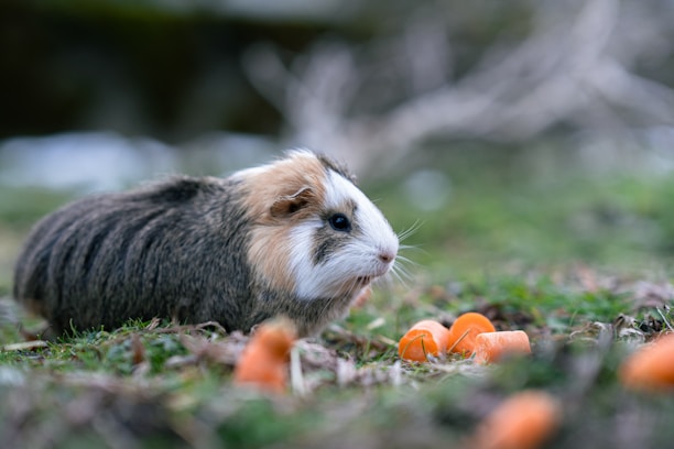 A guinea pig is sitting on the grass surrounded by small pieces of carrots. The animal has a mix of brown, black, and white fur and appears to be content and possibly nibbling on some of the carrots.