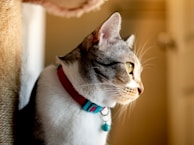 A cat with white and tabby fur is gazing intently to the right, wearing a red collar with a teal tag. The background is softly blurred, hinting at a cozy indoor setting.