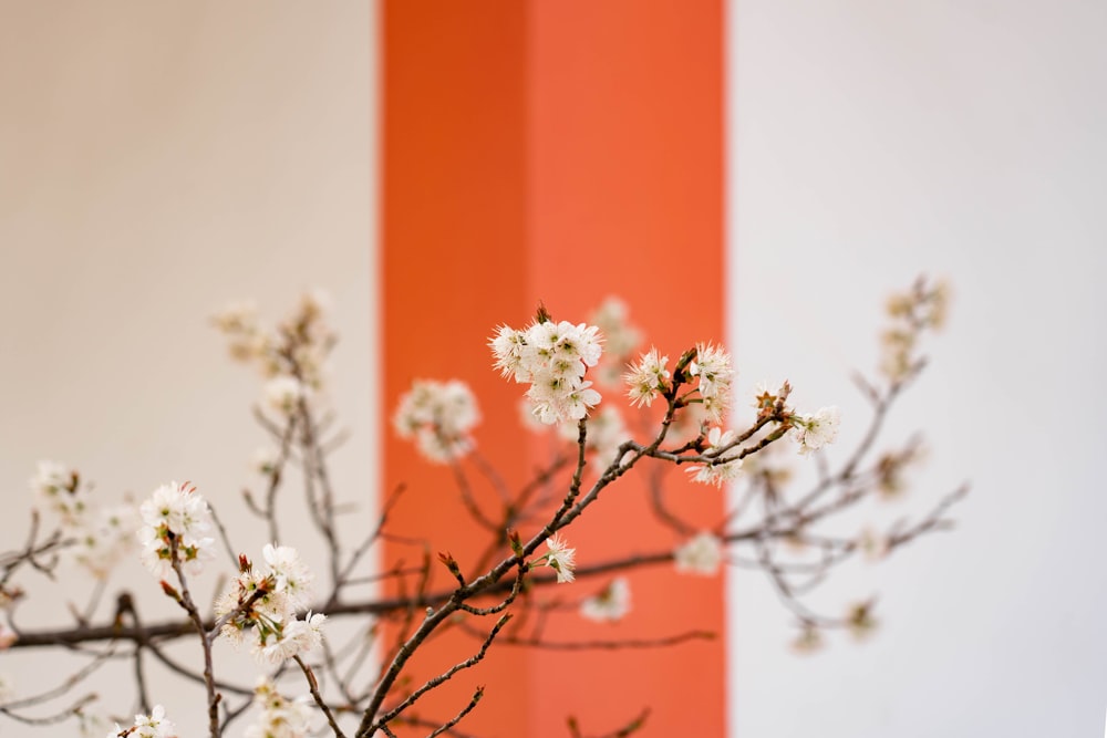 a branch with white flowers in front of a red and white wall