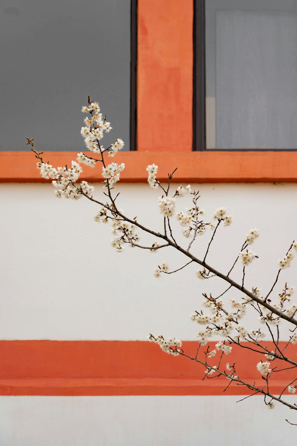 a branch with white flowers in front of a building