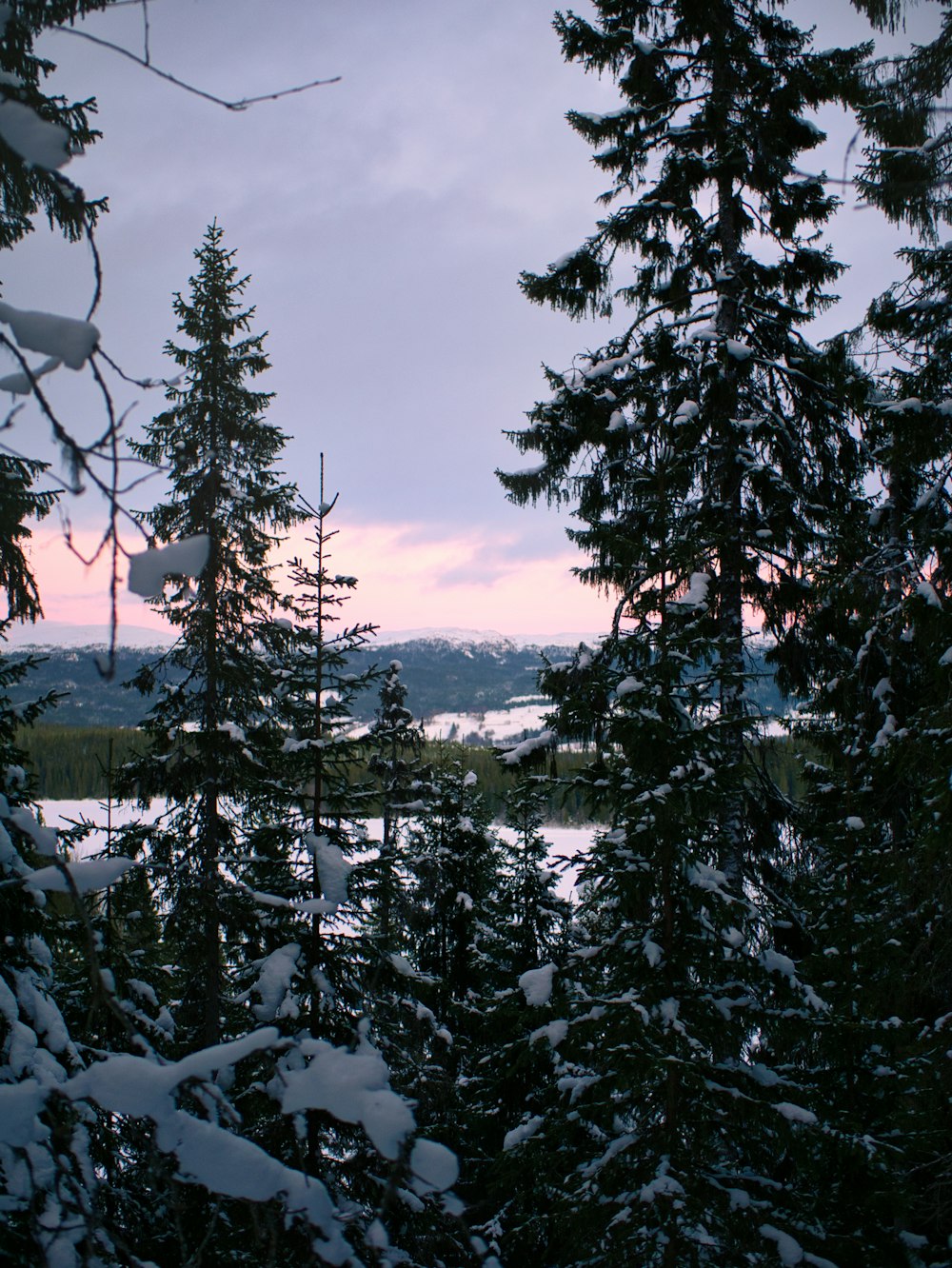 a view of a lake through some snow covered trees