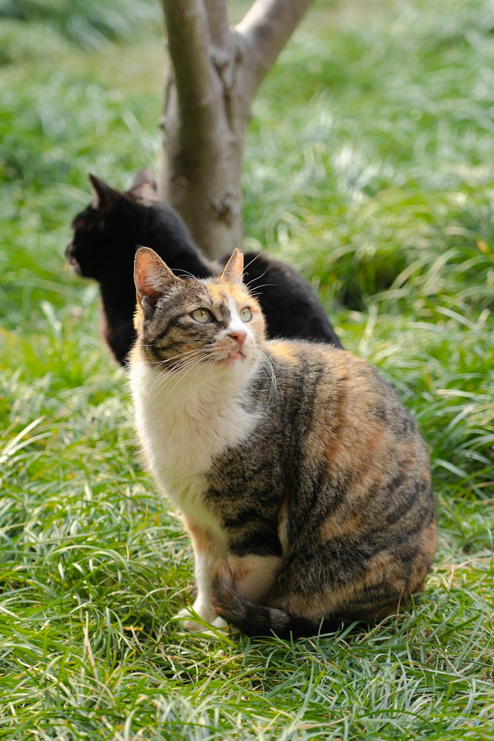two cats sitting in the grass next to a tree