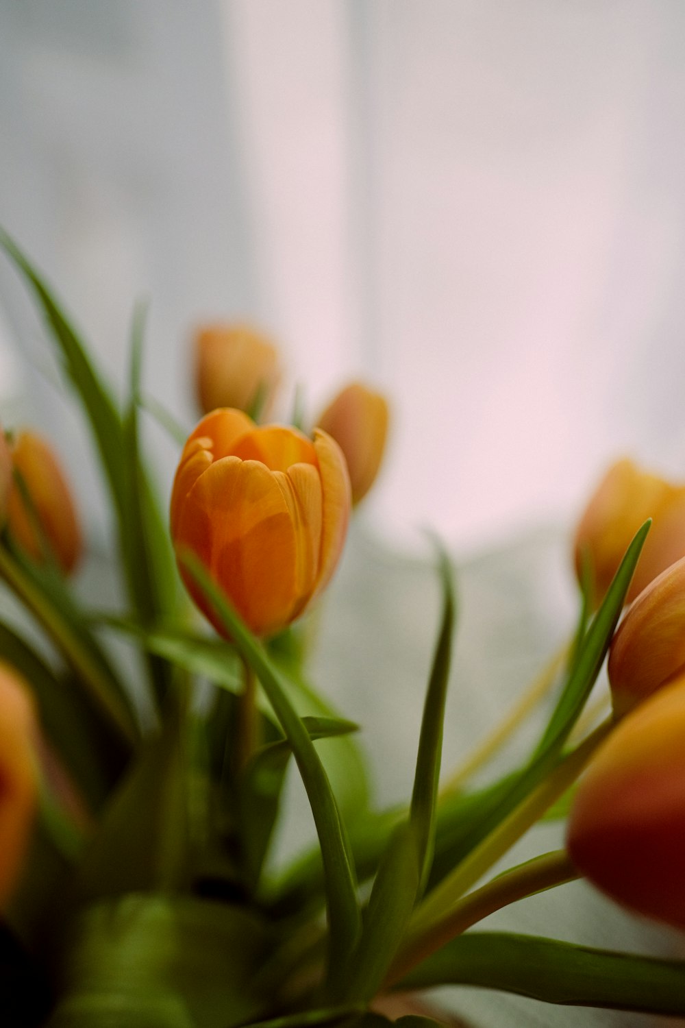 a close up of a bunch of orange flowers