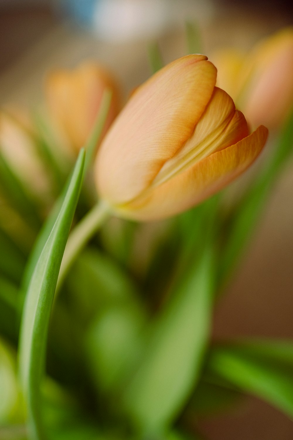 a close up of a bunch of flowers on a table