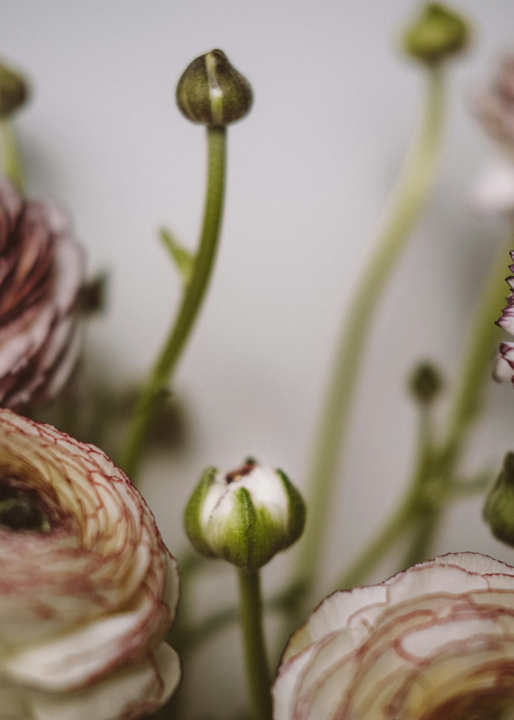 a close up of a bunch of flowers