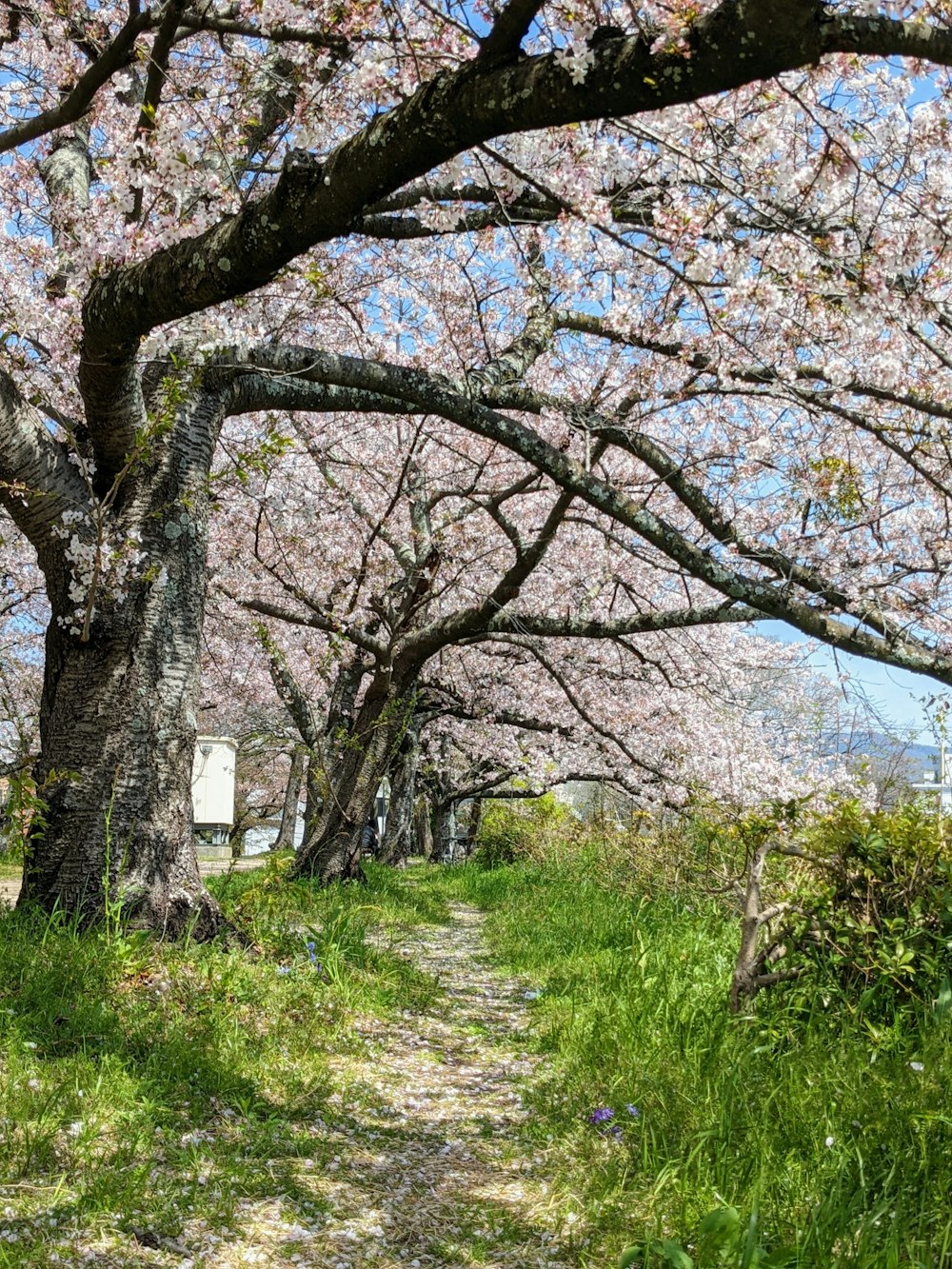a dirt path surrounded by blooming cherry trees