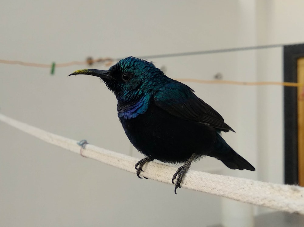 a black and blue bird sitting on a rope