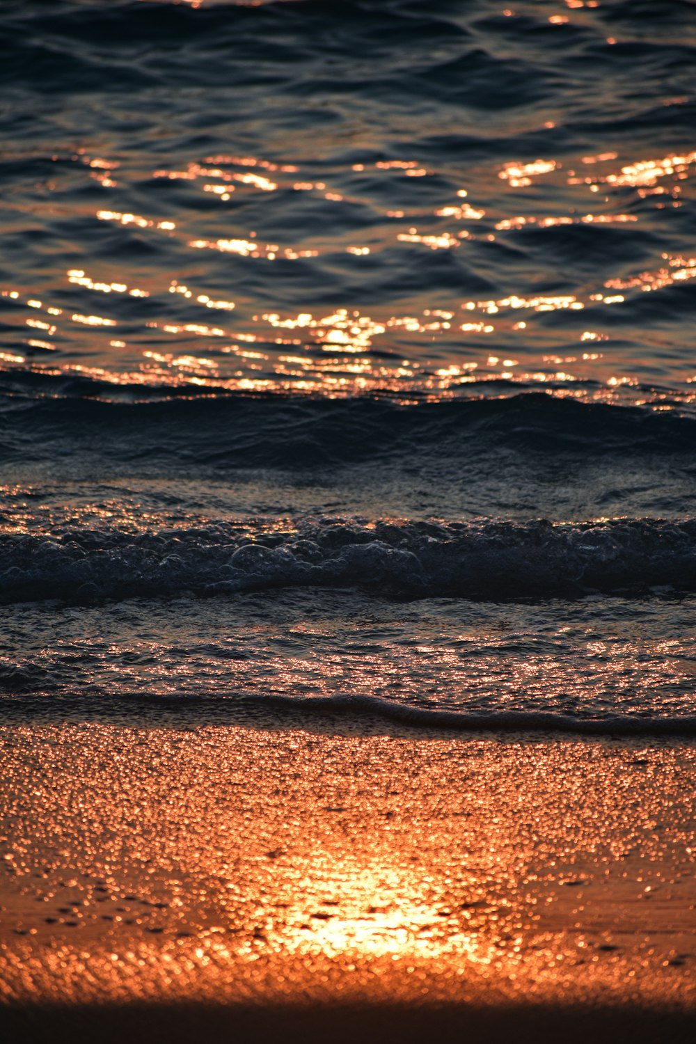 a bird standing on the beach at sunset