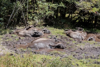 Buffaloes resting comfortably in shaded areas during a sunny day.