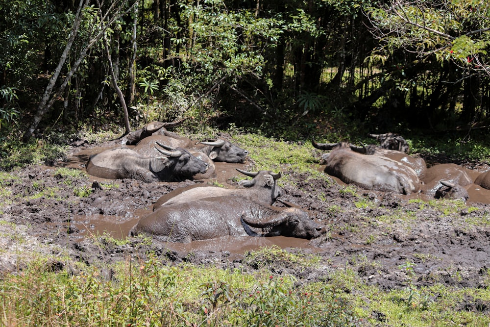 um rebanho de búfalos de água deitados em um campo lamacento